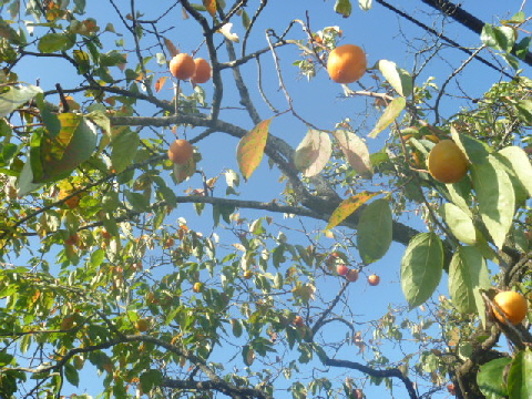 b0246036_9492291.jpg