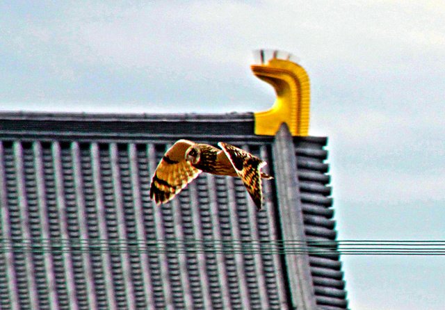 a0100742_9472494.jpg