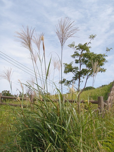 c0327752_14344790.jpg