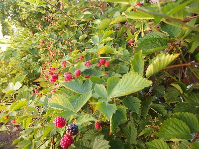 e0004756_2049838.jpg