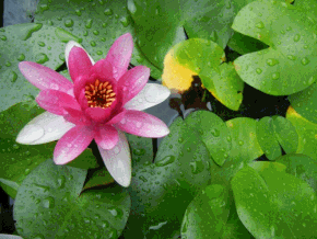 c0361298_20364234.gif