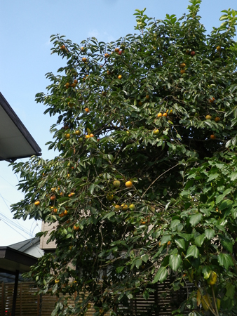 f0239100_195881.jpg