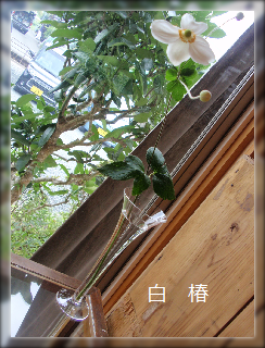 e0207503_17280669.png