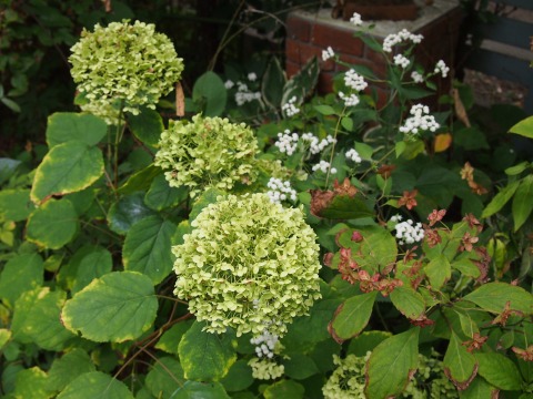 c0117007_2013267.jpg