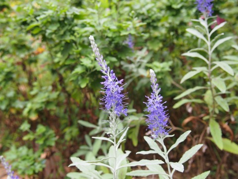 c0117007_202767.jpg
