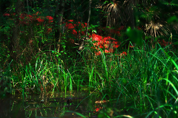 a0263109_10234774.jpg