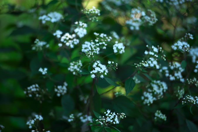 a0263109_15513079.jpg