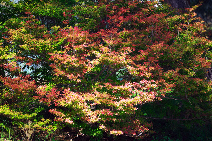 a0263109_167228.jpg