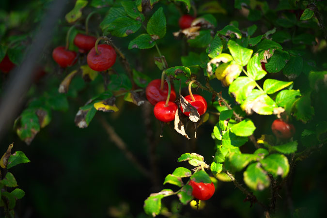 a0263109_1672448.jpg