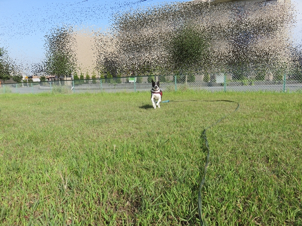e0188009_1125630.jpg
