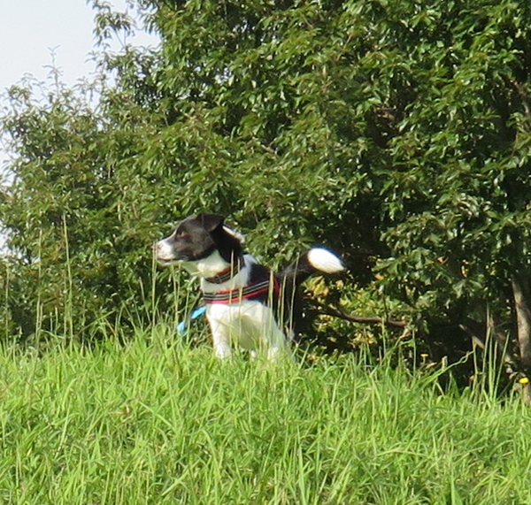e0188009_11324851.jpg