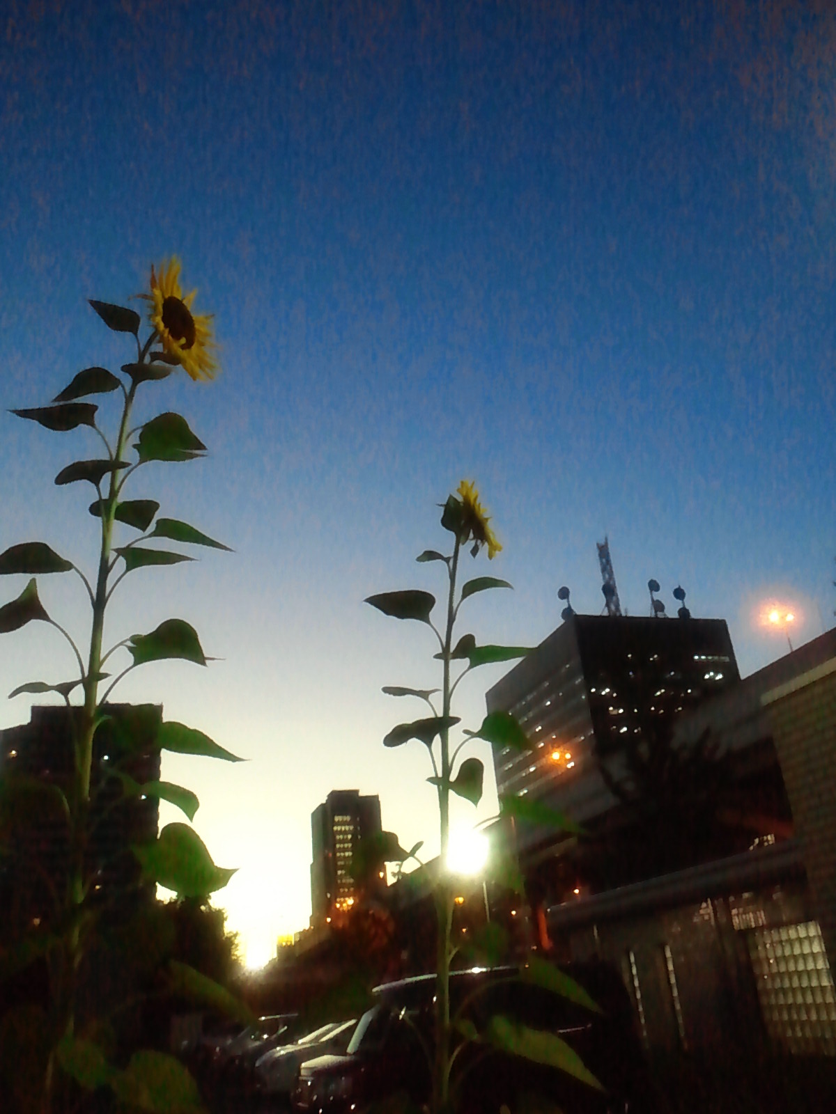 c0062511_2053862.jpg