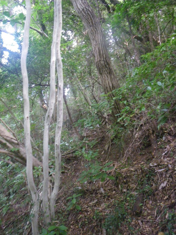 b0096418_20341237.jpg