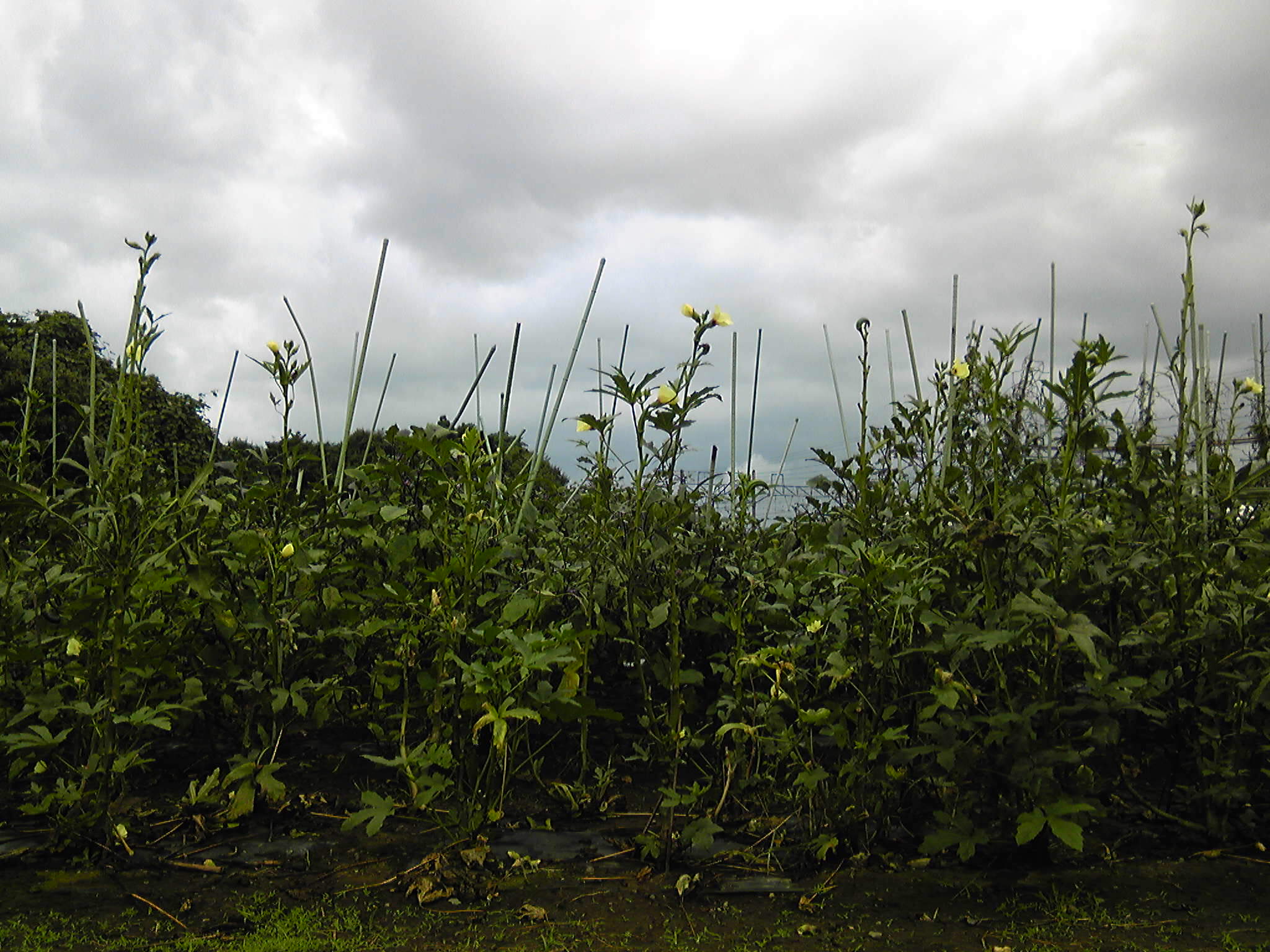 b0285619_14304250.jpg