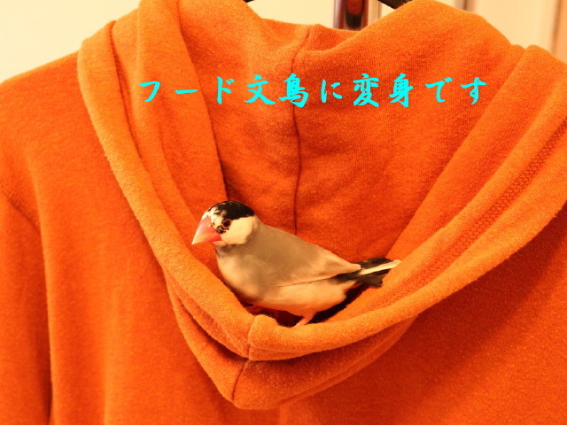 c0365734_23320847.jpg