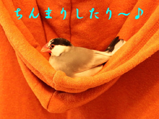 c0365734_23321079.jpg