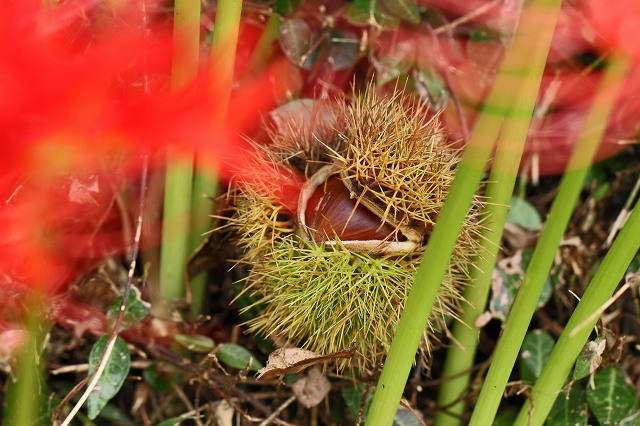 a0242438_19321438.jpg