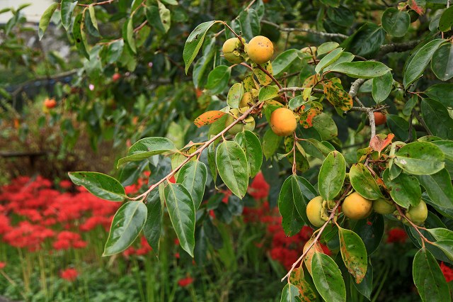 a0242438_19323413.jpg