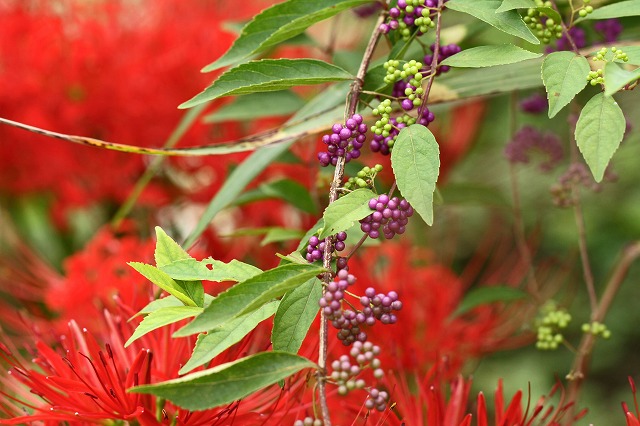 a0242438_19331117.jpg