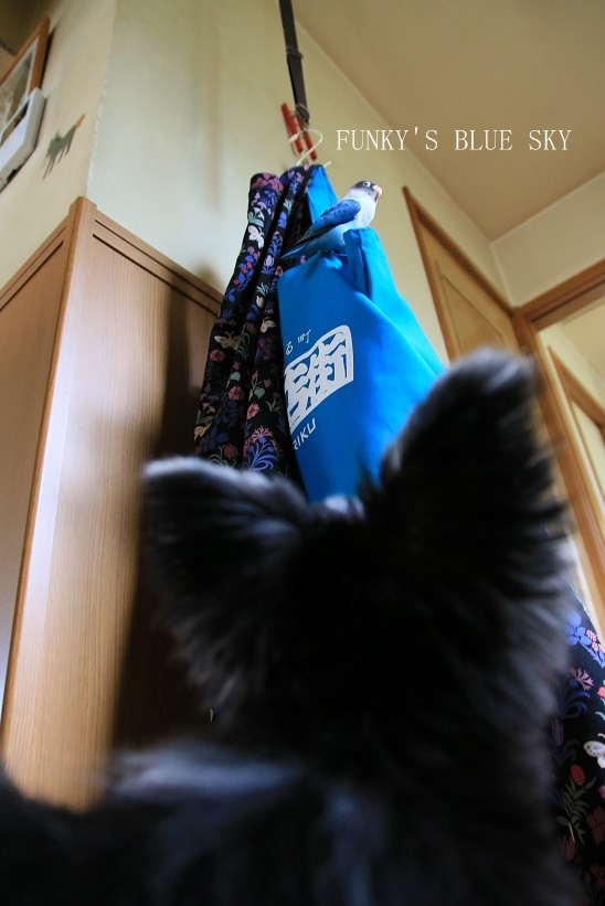 c0145250_11350386.jpg