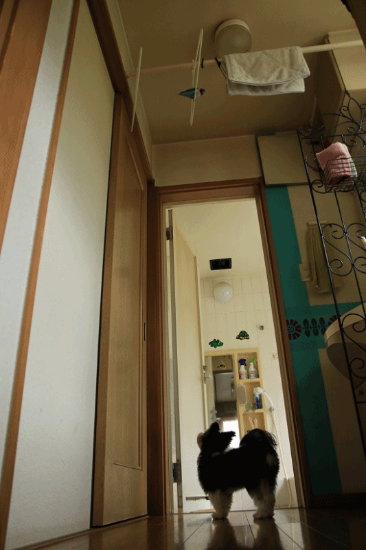 c0145250_11352040.gif