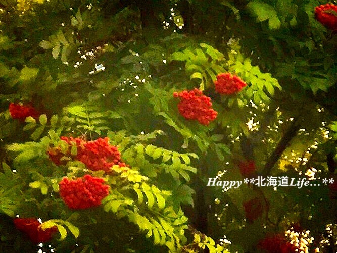 a0337860_22403618.jpeg