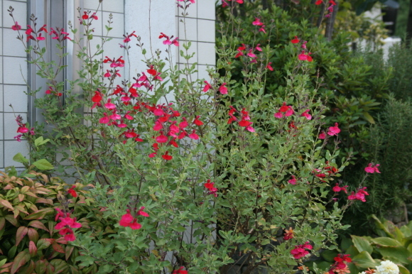 c0248269_10424178.jpg