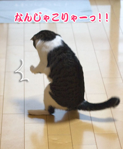 a0119470_2023640.jpg