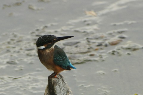e0197884_763521.jpg