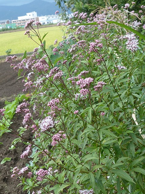 f0357487_21312436.jpg