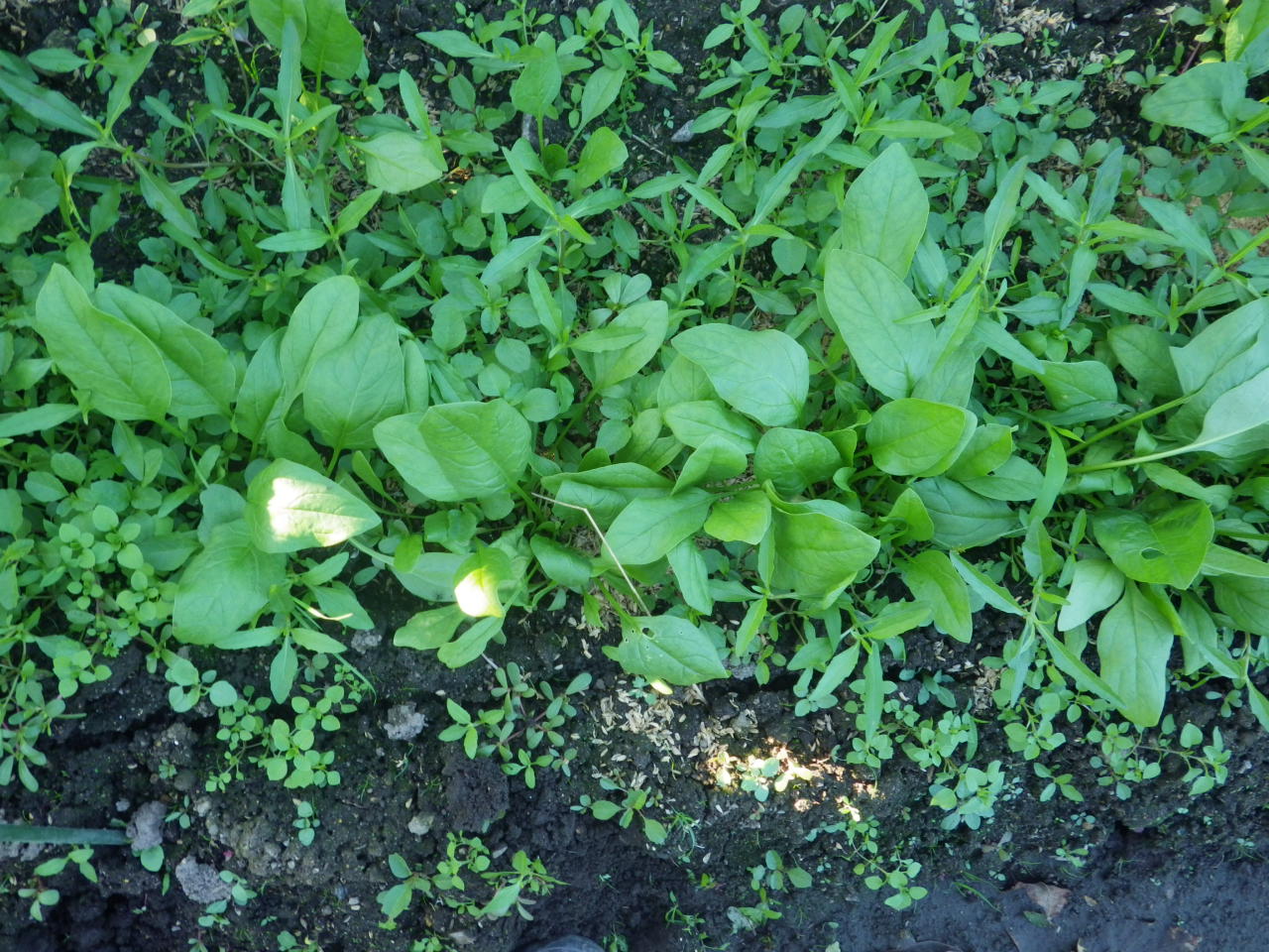 c0300035_1841853.jpg