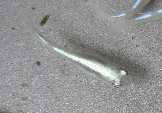 e0097534_15552743.jpg