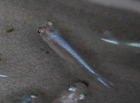 e0097534_15561218.jpg