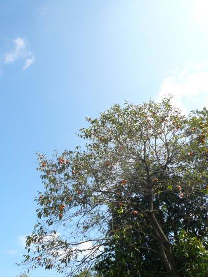 c0358850_10345431.jpg