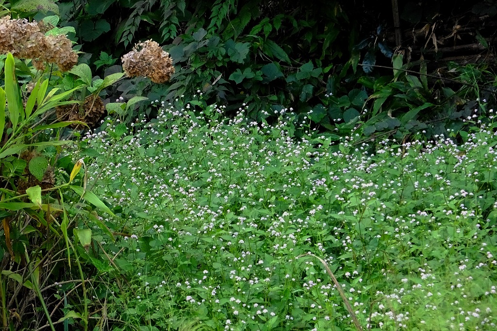 b0236251_14511766.jpg
