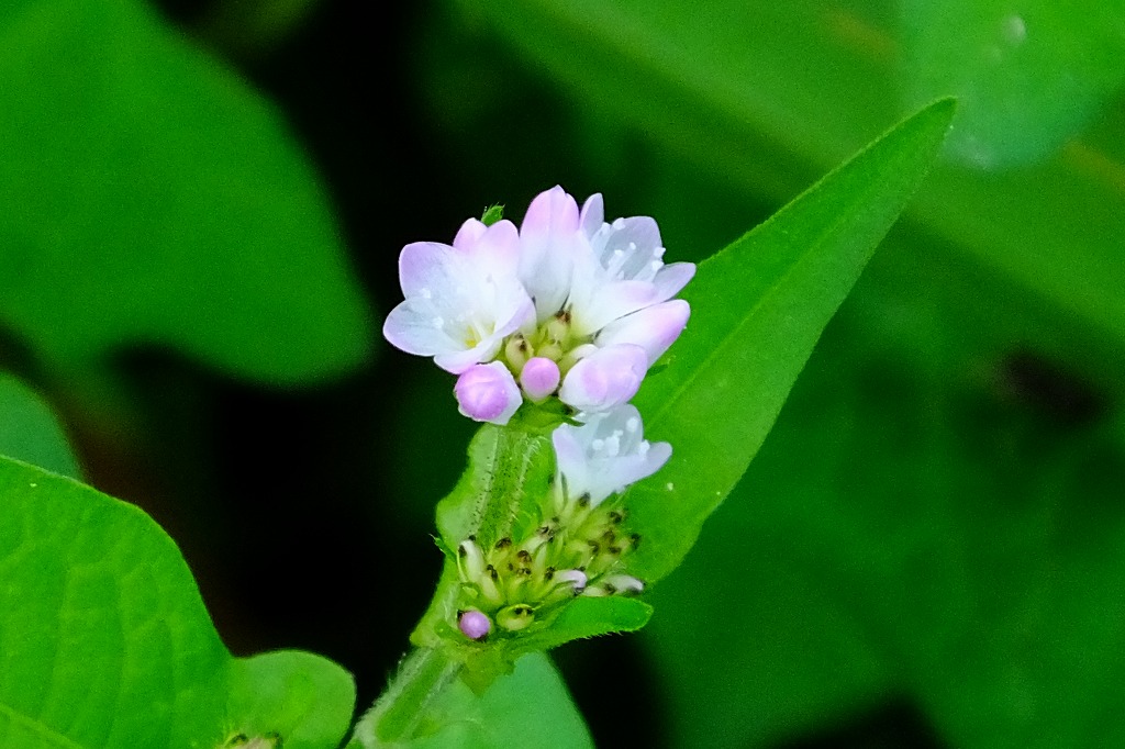 b0236251_1454685.jpg