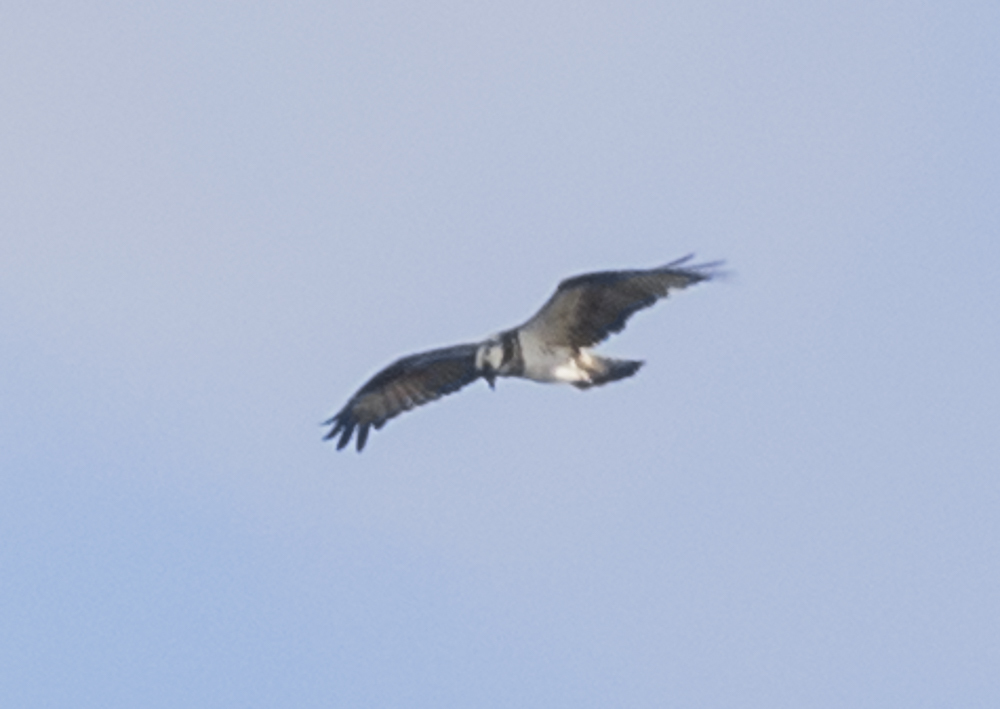 c0346859_15164829.jpg