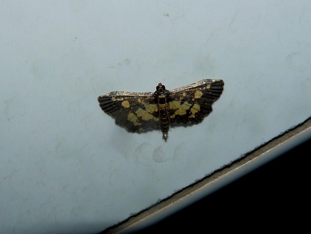 d0019074_8294529.jpg