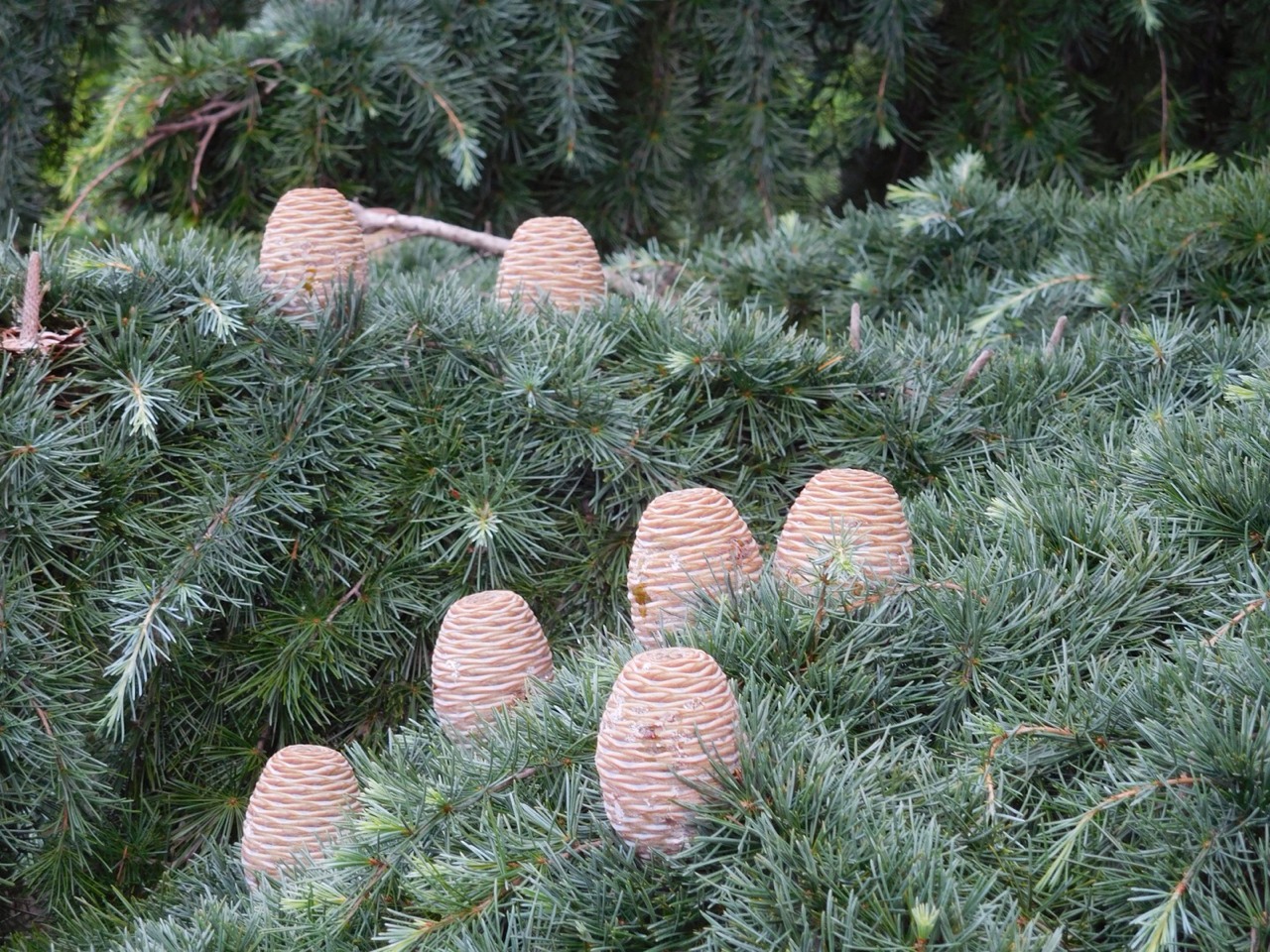 e0141754_11133565.jpg