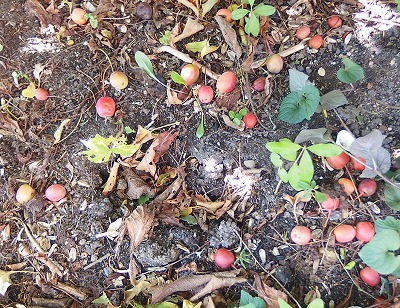 e0004756_2117224.jpg