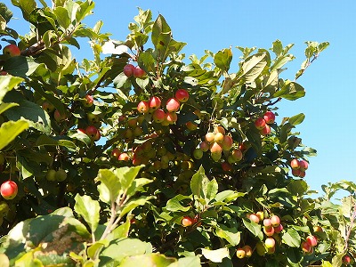 e0004756_21175974.jpg