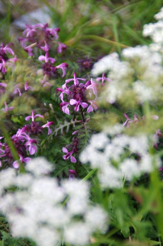 e0045768_21571051.jpg