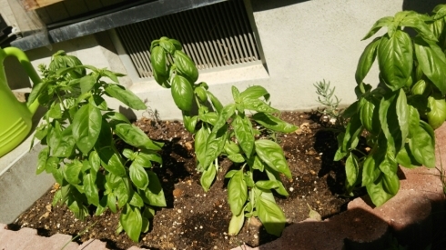 c0348784_10355379.jpg