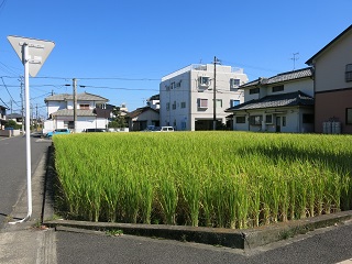 e0130185_18394146.jpg