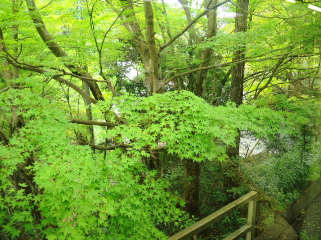 f0100593_20251662.jpg