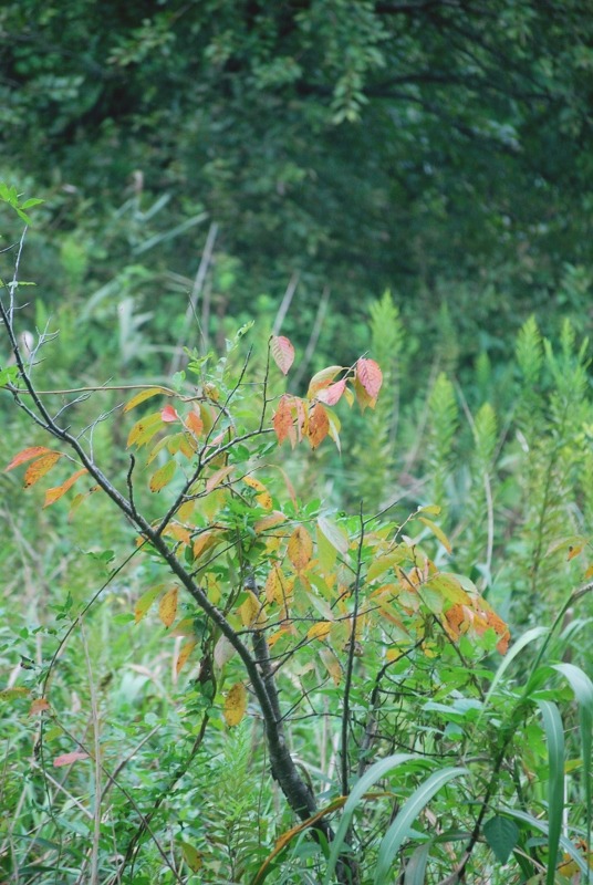 e0025300_18473960.jpg