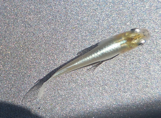 e0097534_185514.jpg