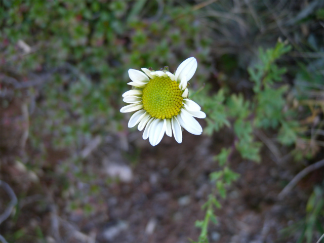 e0272335_5124443.jpg