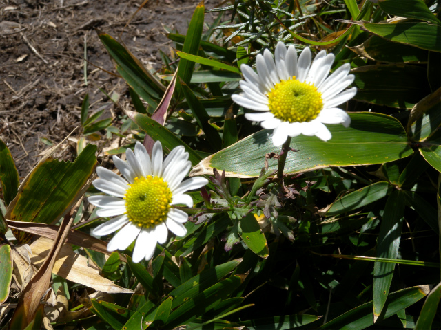 e0272335_526169.jpg