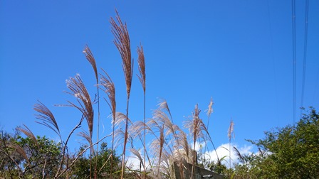 b0148050_14153260.jpg